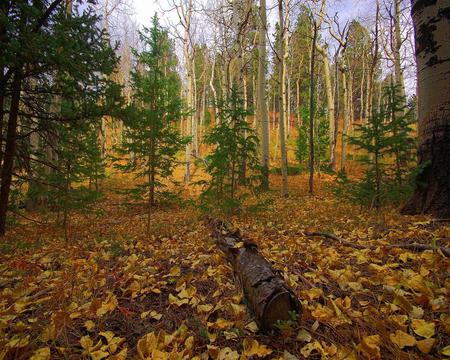 A Fallen Tree - autumn, landscape, forest, beautiful, jungle, leaves, leaf, tree