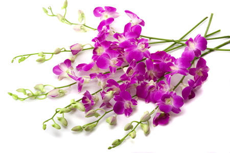 Orchids - nice, orchid, photography, bouquet, gentle, purple, cool, beautiful, flowers, photo, elegantly, harmony, flower