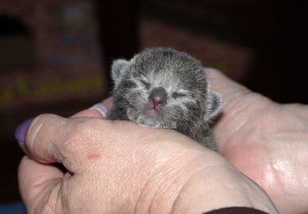 Kill-Mouse-Ski - russian-blue, hands, fur, cat, feline, ears, animal, cute, newborn