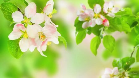 Sakura Spring - summer, japanese, spring, sakura, pink, green, flowers, firefox persona, cherry blossoms