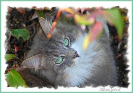 dream eyes cat for sawnoff - close up, grey, cat, beautiful, greeneyes