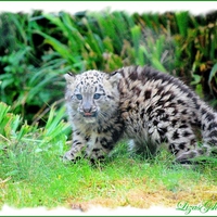 a baby white leopard