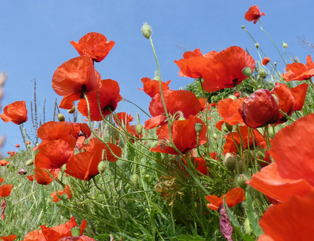 poppies - red, poppies, beautiful, field, nature, green