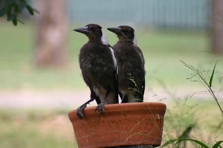 magpies - young, magpie twins, birds, just looking