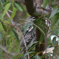 Tawny Frogmouth