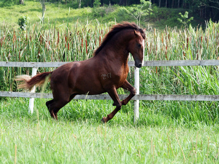 happy horse - horses, i love horses, horse