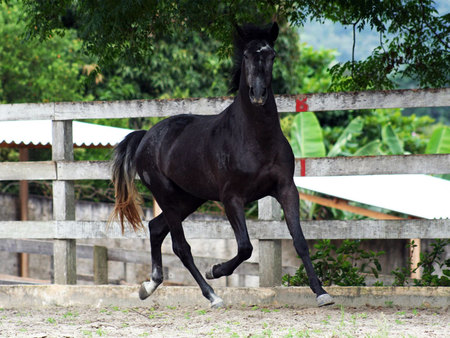 horse - i love horses, horse, horses