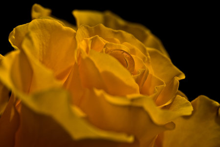 Yellow beauty for Kate (Katehatheway) - beauty, yellow rose, water drop, friendship, rose, flower