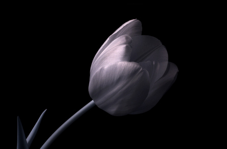 Tulip - black and white, tulip, flower, beauty