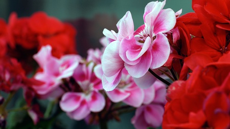 Wall of Flowers - nature, flowers, red, wall