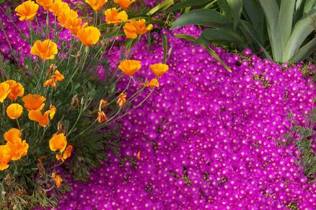 Spring is Here! - daffodils, ice plants, yellow, pink