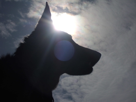 Sun dog - sky, light, sun, dog, black, shadow