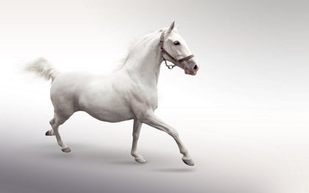 White Dream - white, horses, lipizzan, lipizza, austria, dressage