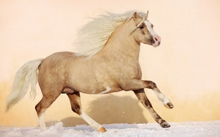 Palomino Andalusian - spanish, horses, palomino, andalusian