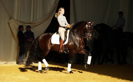 Dressage - horses, performance, spanish, andalusian, bay, dressage