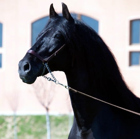 Andalusian Headshot - black, spanish, horses, andalusian