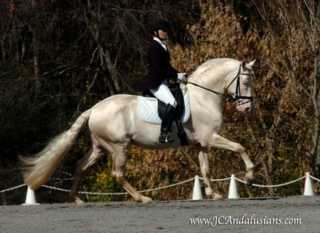 Saphiro The Cremello Andalusian - horses, cremello, spanish, albino, andalusian