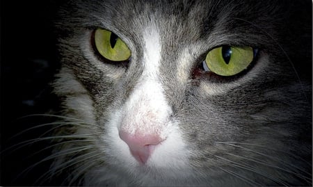 Cat With Green Eyes - eyes, kitten, green, cat