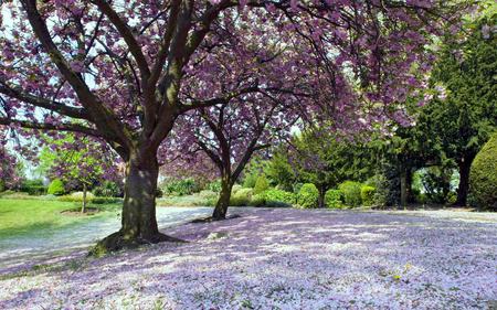 Spring garden - flowers, trees, nature, beauty, spring, grass, sunny day