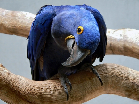 hello there! - blue, funny, cute, parrot, lovely