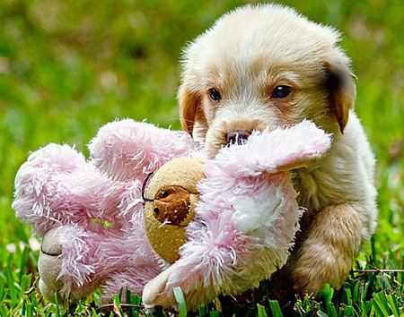 puppy with toy for caramelie - toy, sweet, pets, puppy