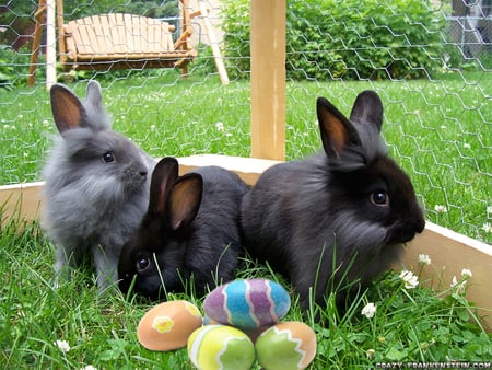 black bunnies for caramelie - black, bunnies, sweet, egg, eggs, grass, easter, holiday, bunny