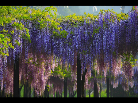 glicinija - amazing, wisteria, purple, pink, flowers, spring