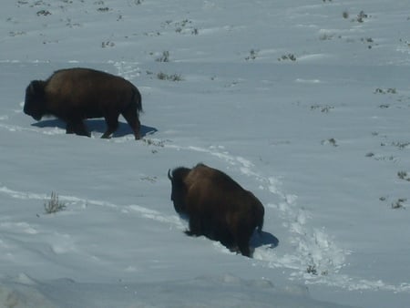 Bison climbing up snowy hillside. - snow, bison, yellowstone, lamar valley