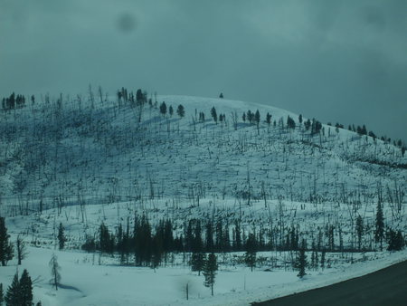 Above the Rest - burn area, winter, mountain, tree