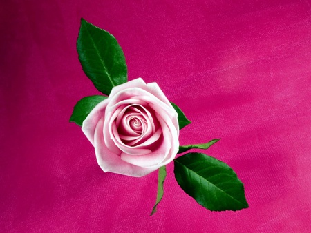 cool pink rose - rose, flower, pink, beautiful