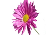 pink daisy