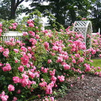 Rose garden