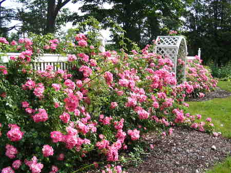 Rose garden - nature, gardens, flowers, roses