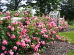 Rose garden