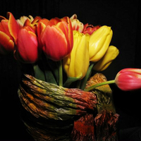 Tulips