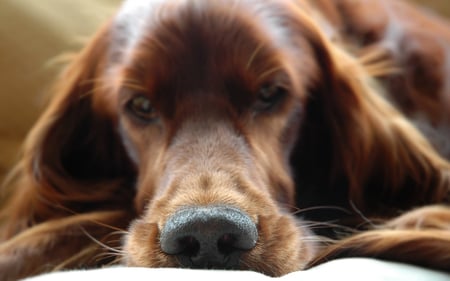 Beautiful dog - cocker, spaniel, beautiful, animals, dog, golden