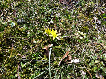 Marsh marigold - yellow, green, marsh, marigold, spring