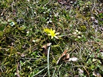 Marsh marigold