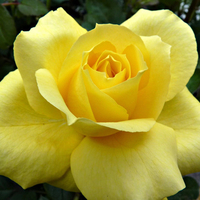 yellow rose
