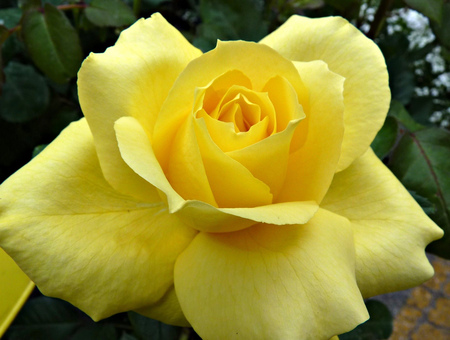 yellow rose - garden, yellow, rose, beautiful