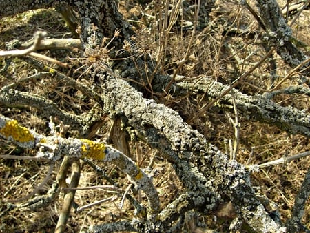 Tree - nature, brow, green, old, moss, tree