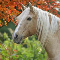 Palamino Horse And Autumn Leaves