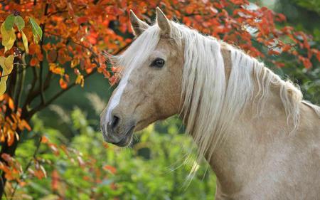 Palamino Horse And Autumn Leaves - horses, leaves, palamino, animals