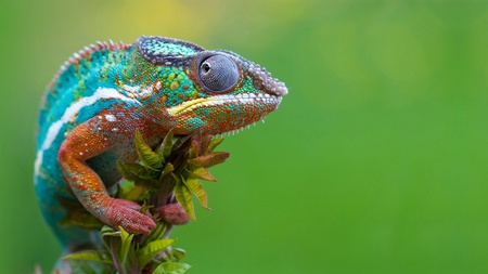 What Are You Lookin At - close up, skin, camouflage, animals, eyes, paint, insects, macro, tree, reptiles, bugs, colorfull, nature, wild, colors, lizard, reptile, chameleon