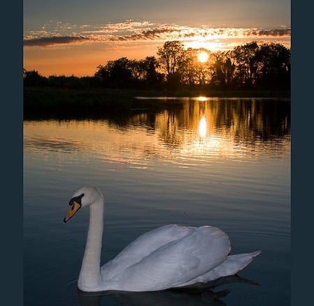 Evening swim - lake, swan, gold sky, reflection, clouds, trees, sunset, swim