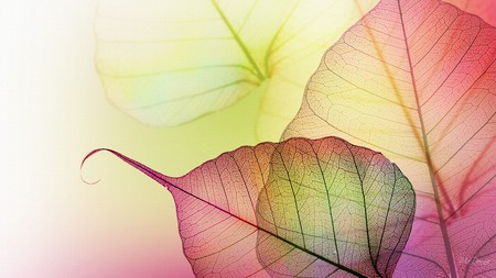 Transparent Leaves - transparent, yellow, autumn, red, green, leaf, firefox persona, leaves