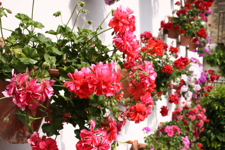 pelargonium - red, beautiful, wall, pot, house, flowers