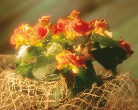 begonia - begonia, red, pot, beautiful, flowers, yellow