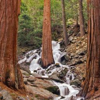 Cascading through the RedWoods