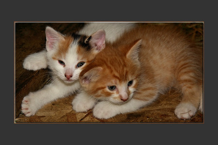 CUTE KITTENS - loveable, cute, kittens, cuddly